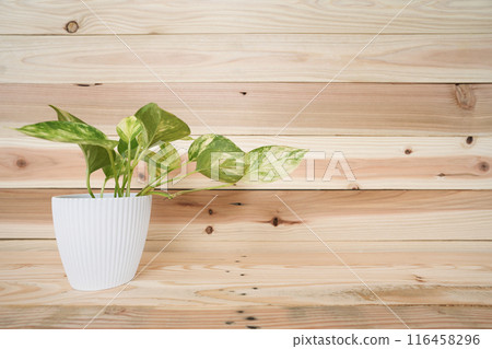Devil's ivy Golden Pothos on wooden table and Pine wood background 116458296