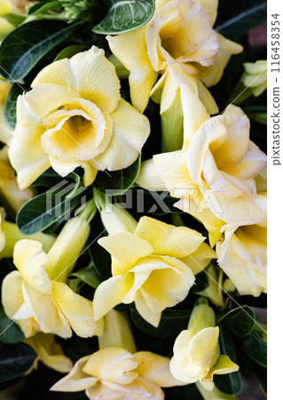 Close up of blooming yellow adenium flower and buds isolated on dark background 116458354
