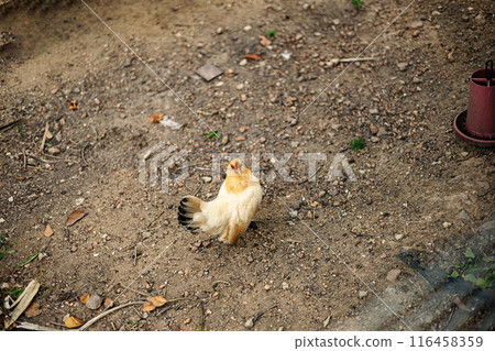 The chicken was looking for food on the floor. Hen walking on the ground.  116458359