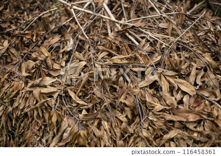 Fallen dry leaves piled up on the ground in the forest. Dry leaves in the background. 116458361