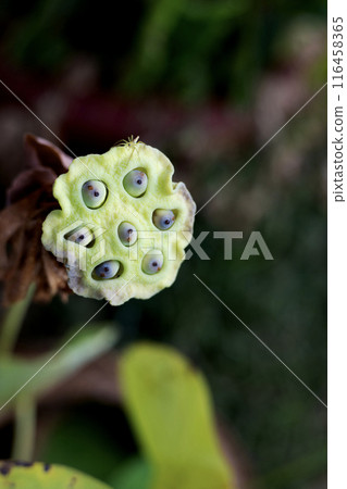 the edible part of a lotus flower. Little Spider on the seed of lotus. 116458365