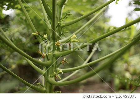 Papaya flowers and fruit on tree in the garden. Papaya flowers and fruit on tree in the garden. 116458373