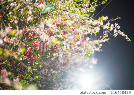 The enchanting quince flower at night 116458429