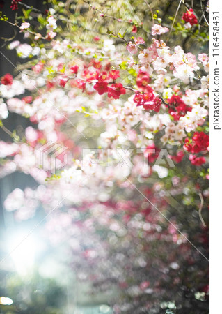 The enchanting quince flower at night The enchanting quince flower at night 116458431