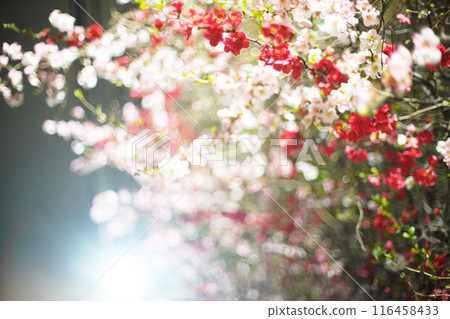 The enchanting quince flower at night 116458433