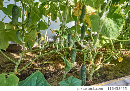 Young cucumbers growing in beds and cucumber ovaries Young cucumbers growing in beds and cucumber ovaries 116458435