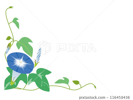Blue morning glory frame on white background Blue morning glory frame on white background 116458436