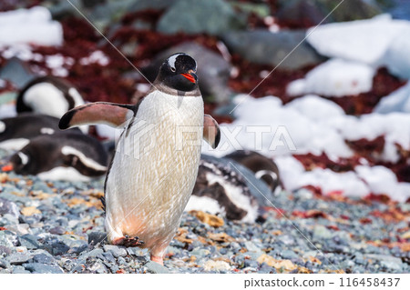 Close-up of a Gentoo Penguin on Trinity Island. 116458437