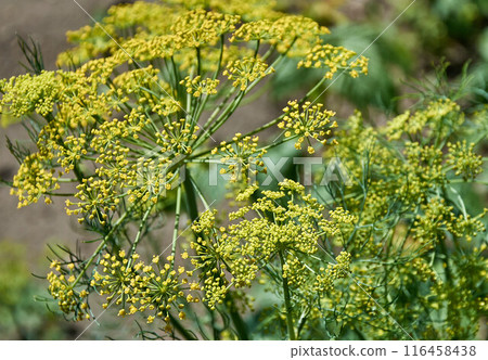 Close-up of blooming dill umbrellas in the garden 116458438