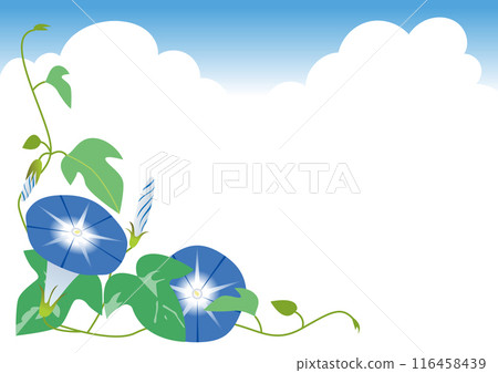 Frame of two blue morning glories and summer sky Frame of two blue morning glories and summer sky 116458439