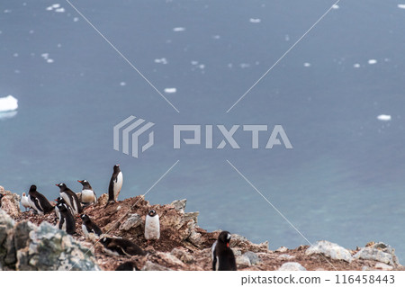Gentoo colony at Danco Island 116458443
