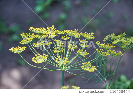 Close-up of blooming dill umbrellas in the garden 116458444
