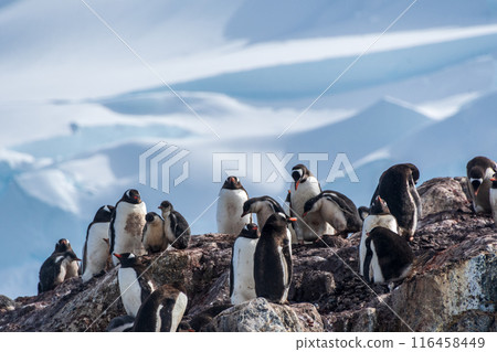 Gentoo Penguin Colony at Sierra Cove 116458449