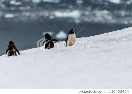 Gentoo colony at Danco Island 116458464