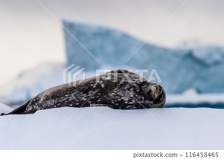 Resting Weddell Seal near Cuverville island 116458465