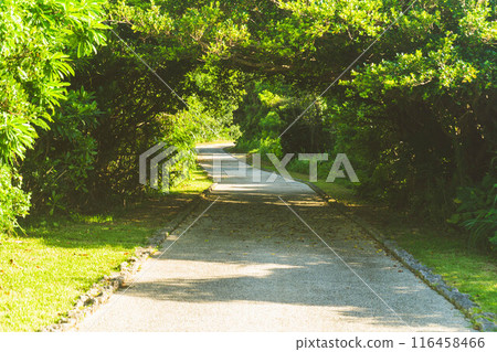 Tunnel of trees 116458466