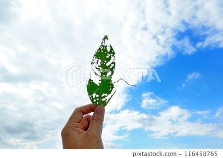 A hole in a leaf caused by insects, holding the leaf up to the sky 116458765