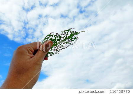 A hole in a leaf caused by insects, holding the leaf up to the sky A hole in a leaf caused by insects, holding the leaf up to the sky 116458770