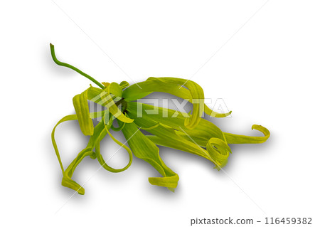 High angle view of blooming fragrant Ylang ylang flower. High angle view of blooming fragrant Ylang ylang flower. 116459382