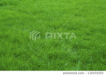 Green artificial grass natural background Green artificial grass natural background 116459393