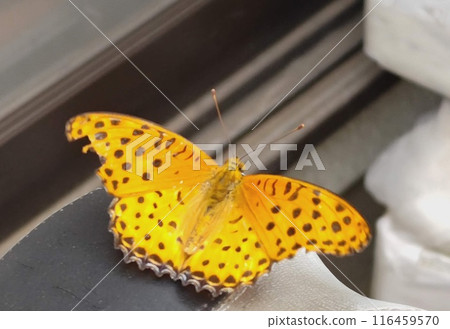 開翅貝母 開翅貝母 116459570