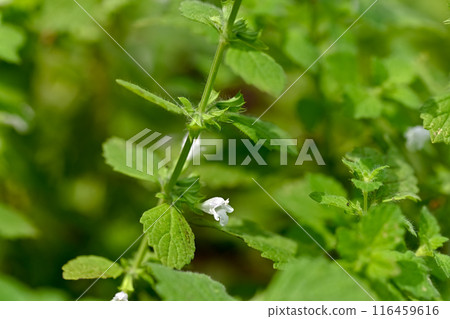 檸檬香蜂草花 檸檬香蜂草花 116459616