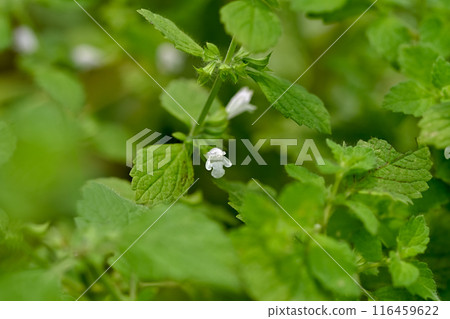 Lemon balm flowers Lemon balm flowers 116459622