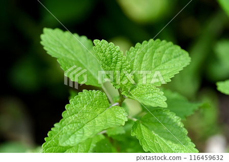 Lemon balm Lemon balm 116459632