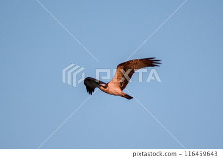 [Wild bird] Osprey flying in the morning sun 116459643
