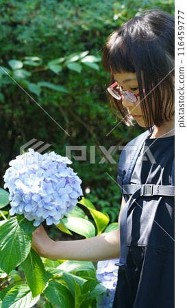 A girl touching a hydrangea A girl touching a hydrangea 116459777