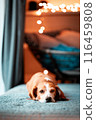 cute young beagle chilling at window side, warm home atmosphere 116459808