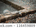 hot squirrel with its eyes closed resting on cool bricks 116459809