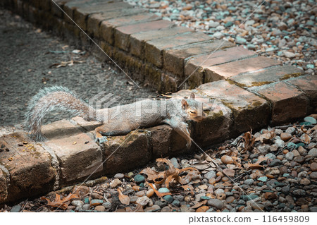 hot squirrel with its eyes closed resting on cool bricks 116459809