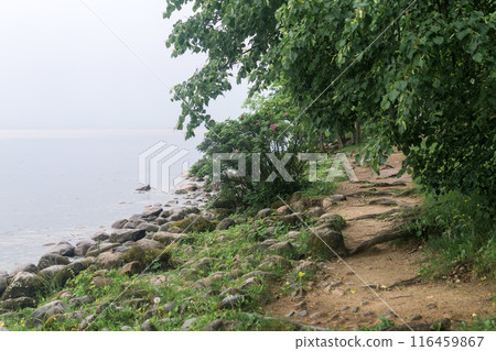 path on a wooded sea coast in cloudy weather path on a wooded sea coast in cloudy weather 116459867