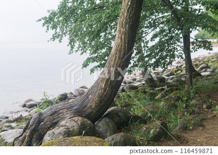 trees on a wooded sea coast in cloudy weather trees on a wooded sea coast in cloudy weather 116459871