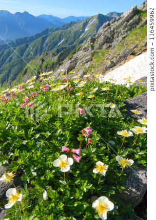 Aleutiana and Iwakagami blooming on the Foretsururugi ridgeline Aleutiana and Iwakagami blooming on the Foretsururugi ridgeline 116459962