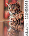 cat, pet, animal 116459968