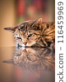 cat, pet, animal 116459969