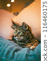 cat, sofa, animal 116460175