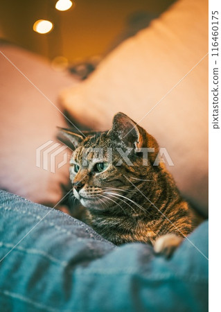 cat, sofa, animal 116460175