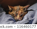 cat, sleeping, animal 116460177
