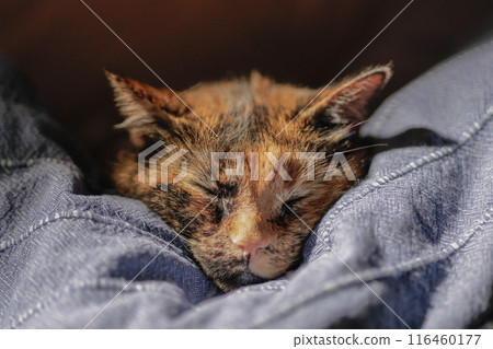 cat, sleeping, animal 116460177