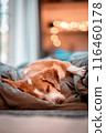 dog, animal, beagle 116460178