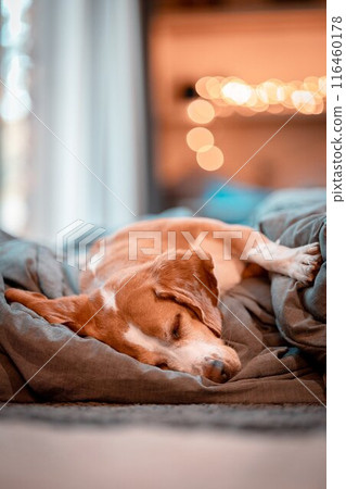 dog, animal, beagle 116460178