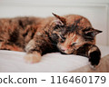 cat, animal, sleeping 116460179