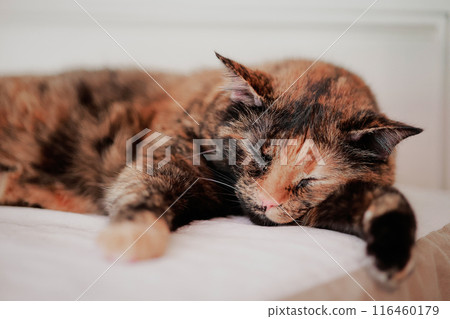cat, animal, sleeping 116460179