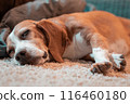 dog, animal, beagle 116460180