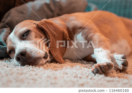 closeup image of deeply sleeping beagle dog with its eyes half open closeup image of deeply sleeping beagle dog with its eyes half open 116460180