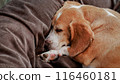 adorable beagle dog asleep in brown bed, 16:9 widescreen wallpaper 116460181