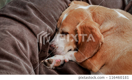 adorable beagle dog asleep in brown bed, 16:9 widescreen wallpaper 116460181